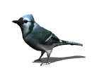 bluejay2.gif