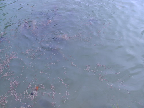 DSC01516_resize.JPG