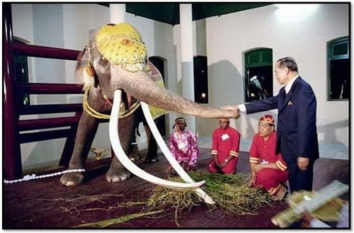 elephant09.jpg