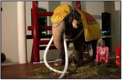 elephant10.jpg