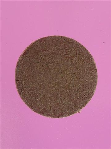 DSC09745 (Medium) (Small).JPG