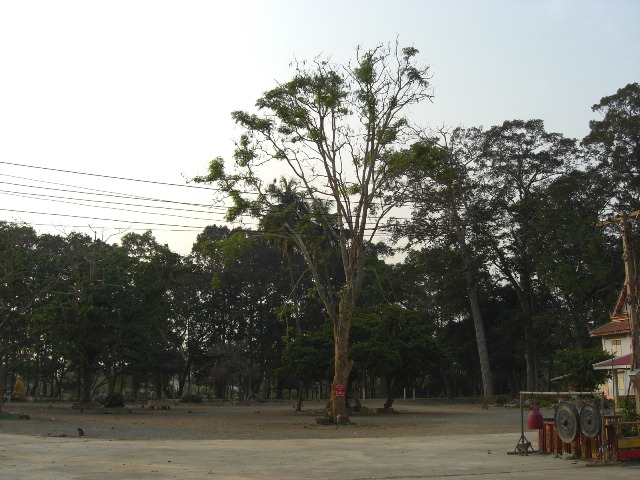 CIMG1008.JPG