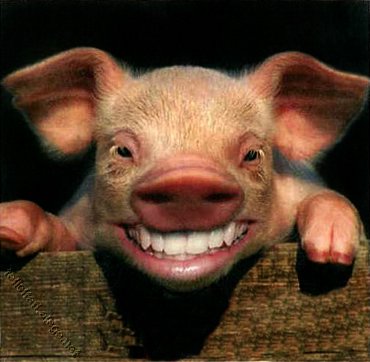 Smiling%20Pig.jpg