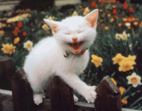 image00841.gif