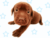 Littlechocolate .gif
