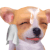 .gif