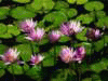 lotus.gif